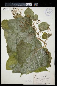 Aralia racemosa image