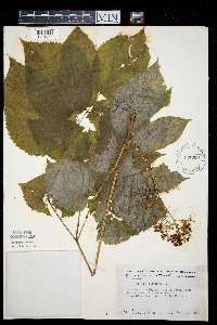 Aralia racemosa image