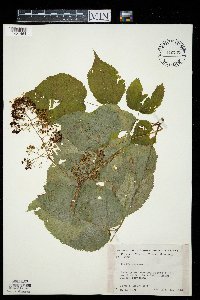 Aralia racemosa image