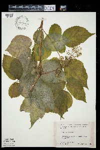 Aralia racemosa image