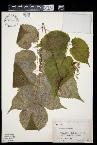 Aralia racemosa image