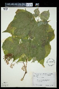 Aralia racemosa image