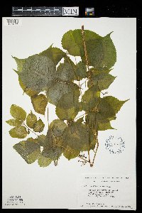 Aralia racemosa image