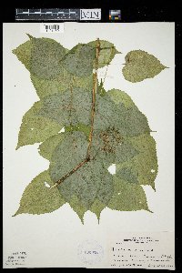 Aralia racemosa image