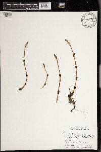 Equisetum arvense image