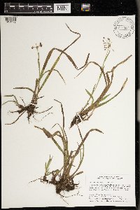 Luzula acuminata image