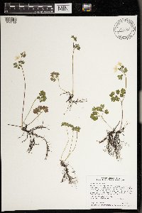 Enemion biternatum image