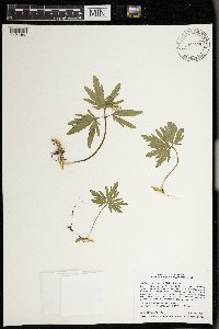 Cardamine concatenata image