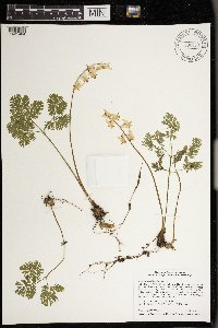 Dicentra cucullaria image