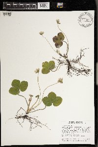 Anemone americana image