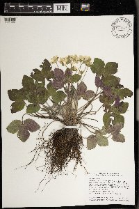 Anemone acutiloba image