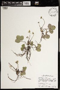 Anemone americana image