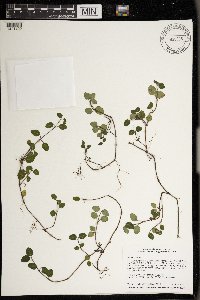 Mitchella repens image