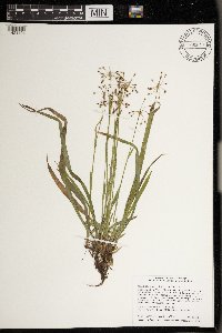 Luzula acuminata image