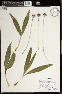 Allium tricoccum image