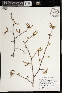 Ostrya virginiana image