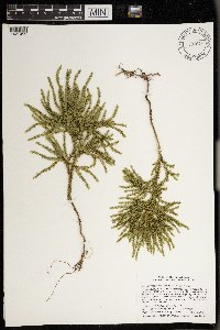 Dendrolycopodium dendroideum image