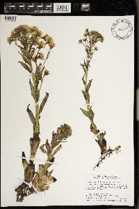 Petasites frigidus image