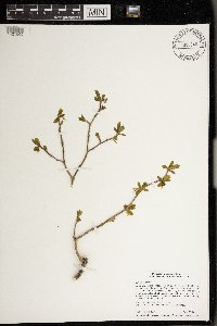 Dirca palustris image