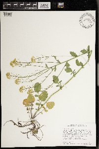 Barbarea vulgaris image