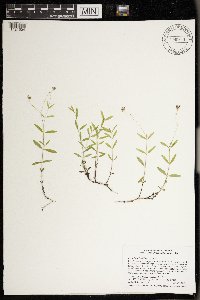 Moehringia lateriflora image