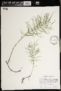 Equisetum pratense image