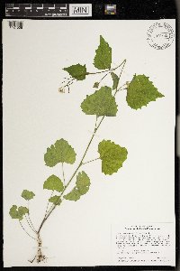 Alliaria petiolata image