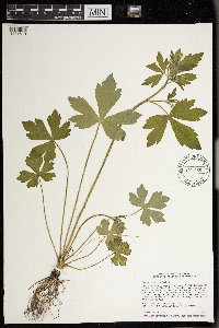 Ranunculus recurvatus image