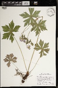 Geranium maculatum image