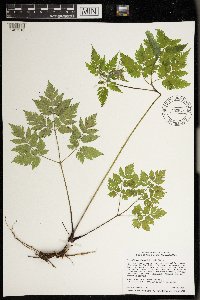 Osmorhiza claytonii image