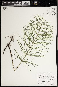 Equisetum arvense image