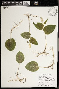 Maianthemum canadense image