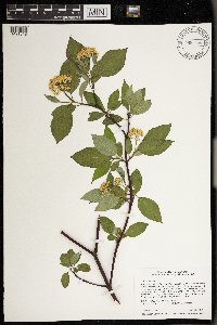Cornus sericea image