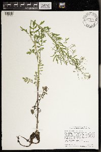 Cardamine pensylvanica image