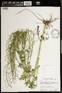 Barbarea vulgaris image