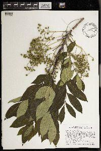 Toxicodendron vernix image