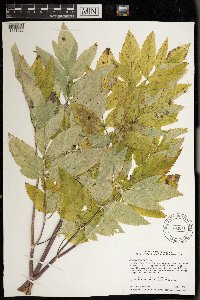 Angelica atropurpurea image