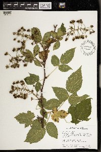 Rubus allegheniensis image