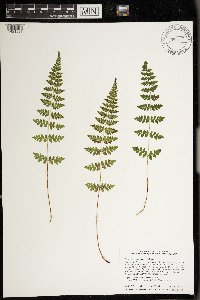 Cystopteris tennesseensis image
