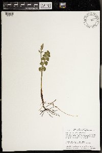 Botrychium neolunaria image