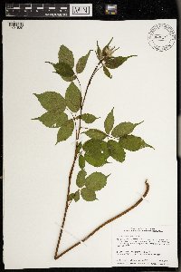 Rubus allegheniensis image