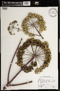 Angelica atropurpurea image