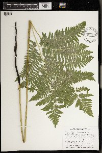 Pteridium aquilinum var. latiusculum image