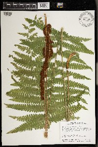 Osmundastrum cinnamomeum image