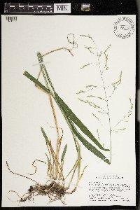 Milium effusum image