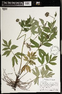 Hydrophyllum virginianum image