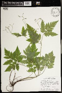 Osmorhiza claytonii image