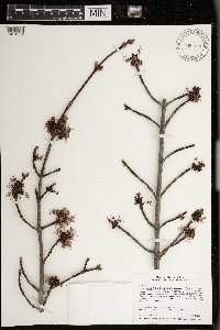 Acer rubrum image