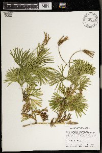 Diphasiastrum digitatum image