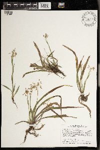 Luzula acuminata image